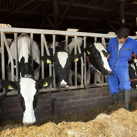 Hotelhuisjes מלון 3*