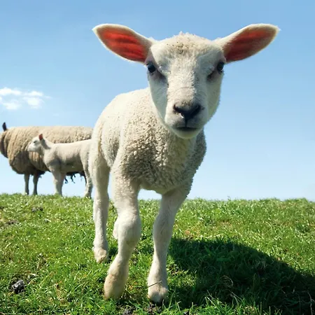 Hotel Hotelhuisjes Andijk