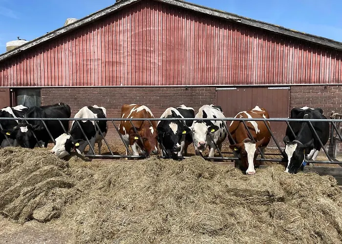 Ξενοδοχείο Hotelhuisjes