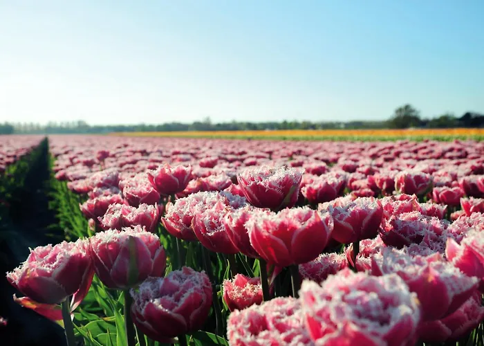 Ξενοδοχείο Hotelhuisjes 3*