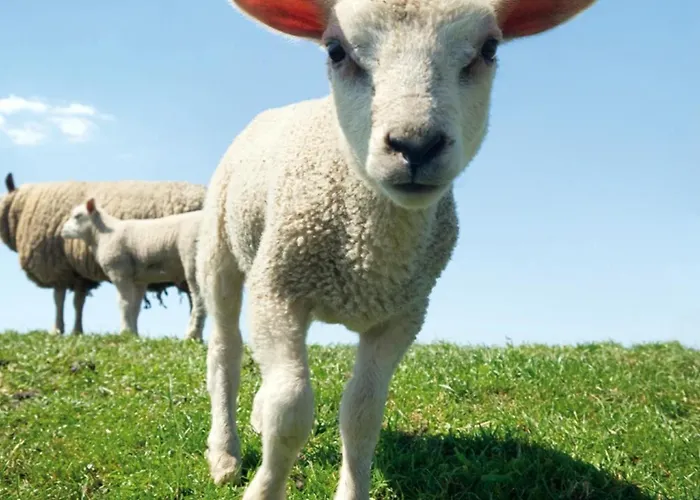 Ξενοδοχείο Hotelhuisjes Andijk