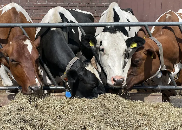 Ξενοδοχείο Hotelhuisjes