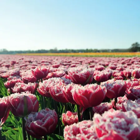 מלון Hotelhuisjes 3*