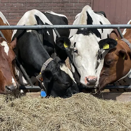 מלון Hotelhuisjes